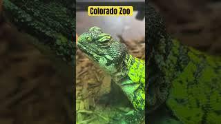 Colorado Zoo Colour changing animals