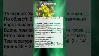 Погода по Харківщині 16.06.2025 #garden #news #погода