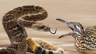 A mad cuckoo against a poisonous snake!