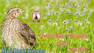 female quail sound madi batair ki awaz2024 / Madi Batair ki Awaz2024