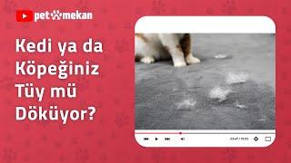 Kedi ya da Köpeğiniz Çok mu Tüy Döküyor?  #kedi #kediler #köpek #köpekler #evcilhayvan