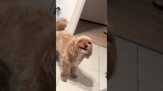 Fanny dog PUPPY EATS  Daxon #dog