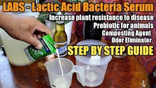 PAANO GUMAWA NG LABS LACTIC ACID BACTERIA SERUM organic probiotic concoction.