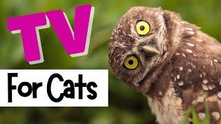 TV for Cats | Relax My Cat | OWLS HOOTING  | Videos For Cats To Watch | CAT TV