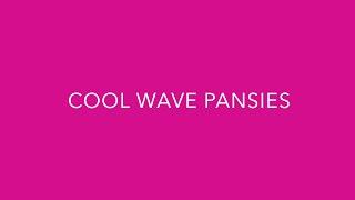 Introducing Cool Wave Pansy