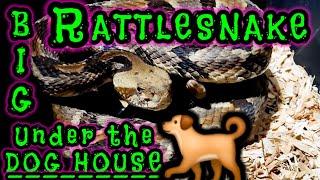 Big Rattlesnake Found Under the Dog House 