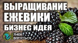 Выращивание ежевики. Бизнес идея