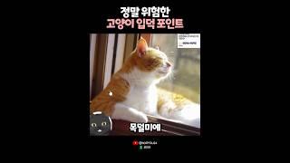 정말 위험한 고양이 입덕포인트? 