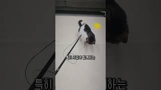 초보집사는 모르는 똑똑한 고양이 만들기 #고양이 #초보집사 #고양이놀이