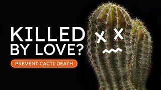 The Silent Killer of Cacti and How to Break the Cycle