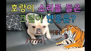 [임크림] 프렌치불독 성난 호랑이 소리 반응은?(FrenchBulldog reaction to angry tiger sound effects)