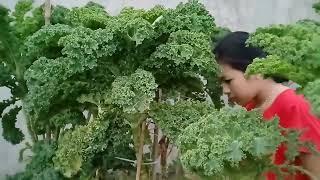 One year old green kale_Cải xoăn xanh 1 năm tuổi nhà tự trồng.