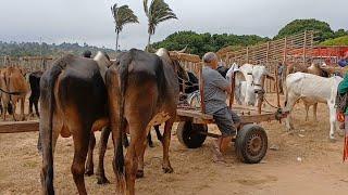 FEIRA DO GADO EM SÃO BENEDITO CEARÁ DIA 28/09/24