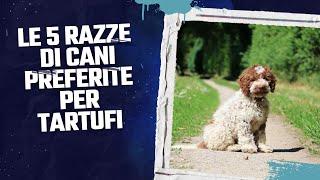 LE 5 RAZZE DI CANI PREFERITE PER LA RICERCA DEL TARTUFO - TARTUFANDO #tartufo #cani #canidatartufo