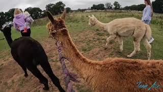 Lucky Tails Alpaca walk