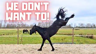 What do you think of Rising Star⭐? | They don't want to go into the pasture | Friesian Horses
