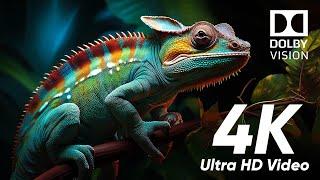 4K Videos Ultra HD Amazing places & Wildlife | 4K Epic Horizon 