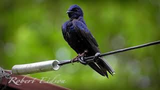 Purple Martin Conservation: Evening Song