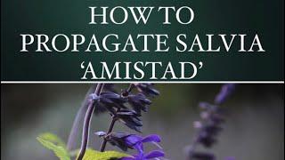 HOW TO PROPAGATE SALVIA ‘AMISTAD’