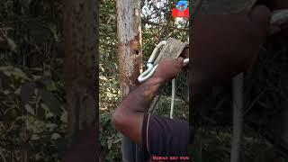 Indias dangers snake live in electric bord