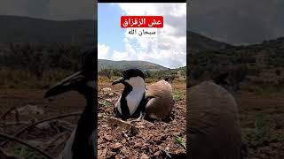 #نوافذ_برية # #الحياة_البرية #تصوير_الطبيعة #wildlife #nature