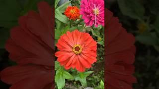 Most beautiful Zinnia Flowers #flowers #nature