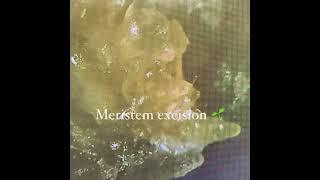 Meristem Excision @merigenetics1.0 Tissue Culture Education Huntington Beach Ca 808 940 1005