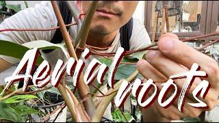 Aerial Roots Basics | Why They Grow and How To Use Them To Our Advantage!