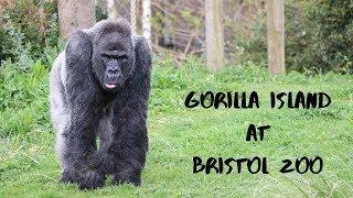 Gorilla Island at Bristol Zoo