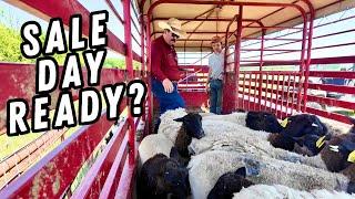 Sorting Sheep, Banding Tails & Missing the Record Button  | Ranch Life Unfiltered