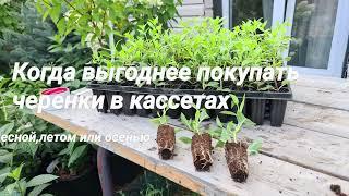 Когда выгоднее покупать черенки в кассетах? Весной, летом или осенью?