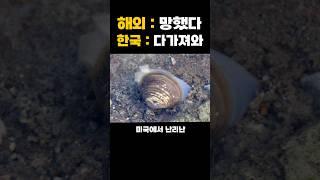 미국이 생태계 위험종이라고 벌벌 떠는 재첩을 한국에서 가볍게 해결하는 클라스