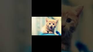 cute cats #cats #shorts play edits