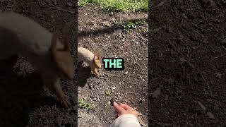 Why squirrels act like your HOA president ️ | Relatable US Comedy #shorts