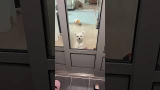 아줌마를 반기는 말티폼 쩰리 #강아지 #puppy #cute #말티폼