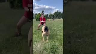 Bravo the best presa canario in the world #presacanario #bigdog #molosser #fyp #shorts