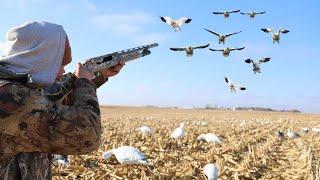 South Dakota SNOW GOOSE HUNT!! 70 Birds