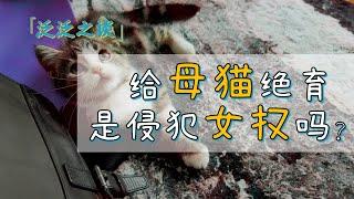 给母猫绝育，是侵犯女权吗？  #女权  #绝育   #科普【泛心事务所】