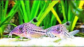 Aquarium Fish Live Stream ~ Relaxing Fish Tank Sounds ~ Real Planted Aquarium