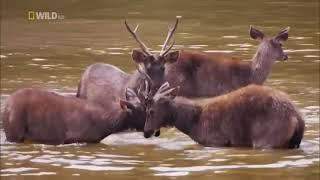 Animal Documentary 2021 Nature Wildlife Animals 2021 HD