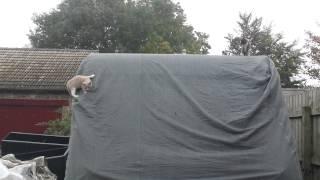 Farm Kittens playing and climbing on a Caravan