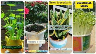 Tips and Tricks for Plants Growing Easley