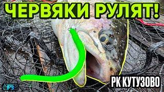 Капризная форель на мягкие приманки! Поймали конопатых на крупных червей!