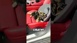 Забыла закрыть окно машины  #животные #милыеживотные