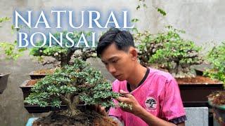 Phong cách bonsai thiên nhiên, tách tán, tạo khoảng trống tay cành  #bonsai #bonsaitree #caycanh