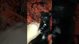 Slow-Motion Salem “attack.”