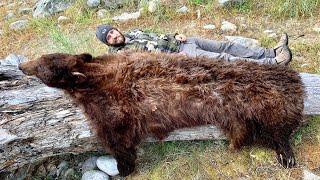 INCREDIBLE HUGE BLACK BEAR!! MAGNUM BOARS PT. 2 | S7E6 | Limitless Outdoors