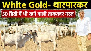 थारपारकर गायों का सबसे️ Best Cow Farm  White Gold 20liter+ Milk 