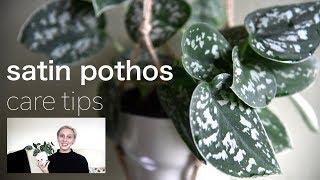 SATIN POTHOS Plant Care Tips | Scindapsus Pictus Houseplant Care