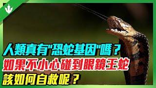 人類有“恐蛇基因”是真的嗎？如果不小心碰到眼鏡王蛇，為什麼逃跑是最愚蠢的做法？